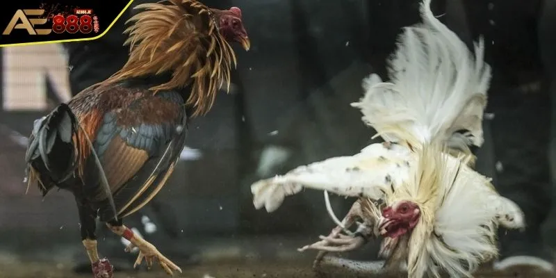 Luật Đá Gà - Quan Trọng Cần Nắm Bắt Để Nhập Cuộc Luôn Thắng 3 Cách thức phân định thắng thua theo luật đá gà chọi
