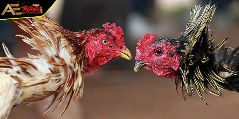 Đá Gà C1 - Những Thông Tin Về Đấu Trường Chiến Kê Hàng Đầu 1 Khái quát sơ lược thông tin về đá gà C1