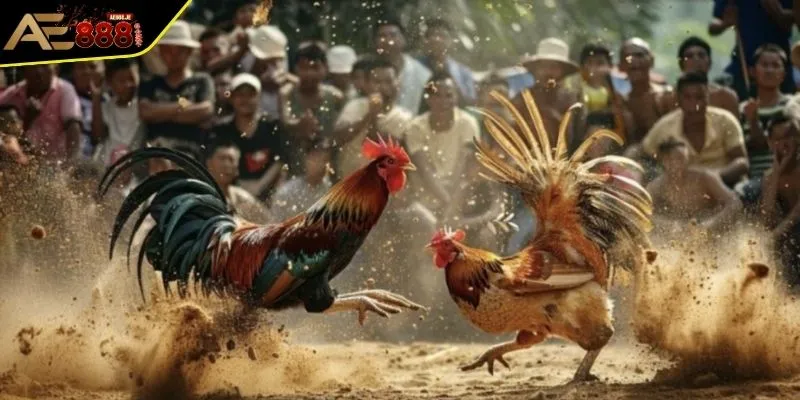 Luật Đá Gà - Quan Trọng Cần Nắm Bắt Để Nhập Cuộc Luôn Thắng 1 Luật đá gà chọi 3 miền chi tiết cho các kê thủ