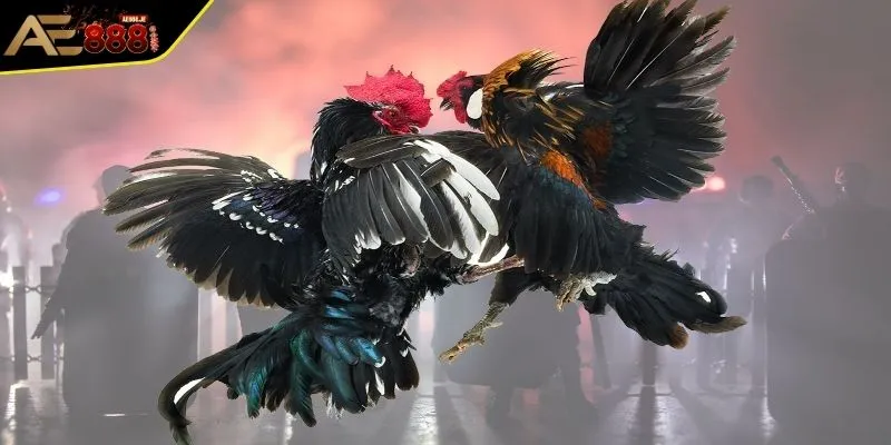 Luật Đá Gà - Quan Trọng Cần Nắm Bắt Để Nhập Cuộc Luôn Thắng 2 Quy định chơi đá gà chọi miền Nam