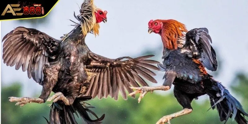 Gà Chọi Peru - Những Điều Người Chơi Cần Nắm Bắt Về Chiến Kê 1 Tìm hiểu nguồn gốc của giống gà chọi Peru