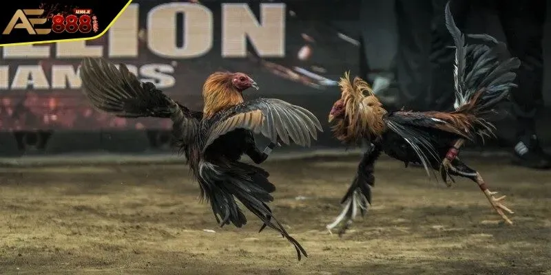 Chơi Đá Gà Thomo - Đấu Trường Chiến Kê Kịch Tính Nhất Hiện Nay 2 Ưu điểm của đấu trường chơi đá gà thomo hút người xem