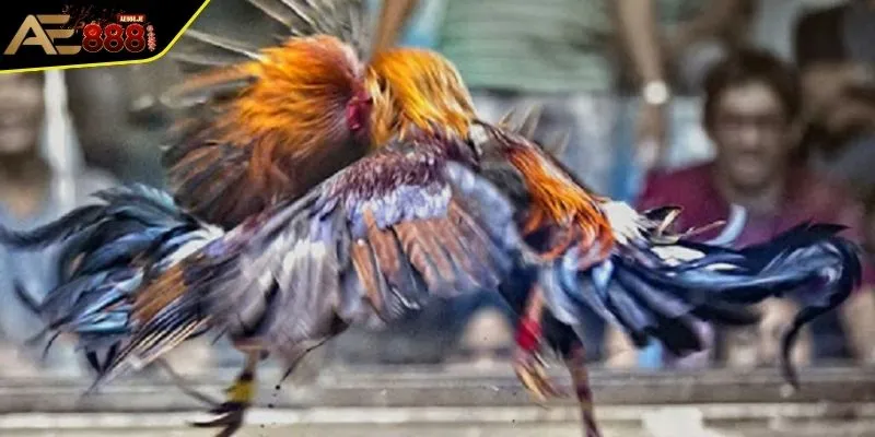 Đá Gà C1 - Những Thông Tin Về Đấu Trường Chiến Kê Hàng Đầu 3 Ưu điểm nổi bật khi theo dõi và đặt cược gà đá C1