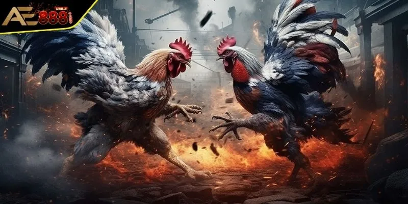 Chơi Đá Gà Thomo - Đấu Trường Chiến Kê Kịch Tính Nhất Hiện Nay 3 Xác định thắng thua khi cược đá gà Thomo