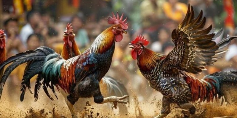 Đá Gà Trực Tiếp C3 – Sới Đấu Đỉnh Cao, Kịch Tính Từng Giây 3 Cao thủ AE888 bật mí chiến thuật chơi chọi kê C3 chuẩn xác