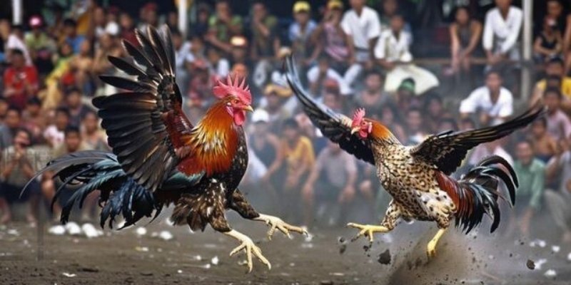 Đá Gà Trực Tiếp C3 – Sới Đấu Đỉnh Cao, Kịch Tính Từng Giây 2 Chia sẻ cách theo dõi và tham gia cược chọi kê trực tiếp