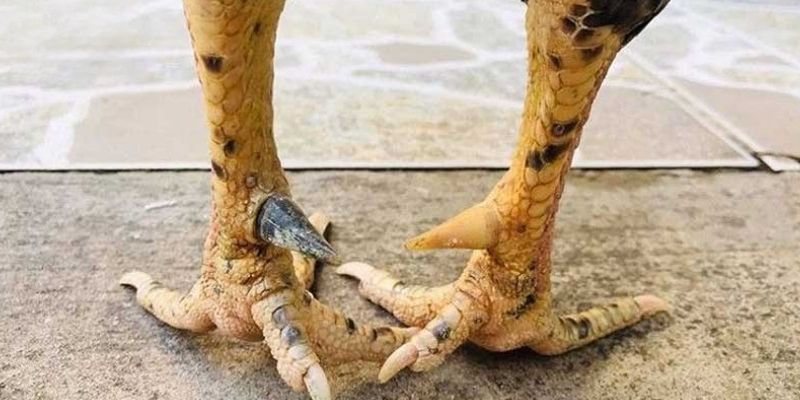 Cựa Gà Đá – Tuyệt Kỹ Soi Tướng Gà Chọi Đỉnh Cao AE888 1 Cựa gà đá phản ánh phần nào sức mạnh chiến kê