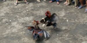 Đá gà tre là một hình thức có sự khác biệt