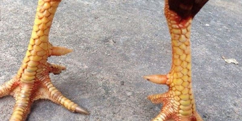 Cựa Gà Đá – Tuyệt Kỹ Soi Tướng Gà Chọi Đỉnh Cao AE888 2 Dạng hiếm có trên chiến kê thiên hướng tấn công