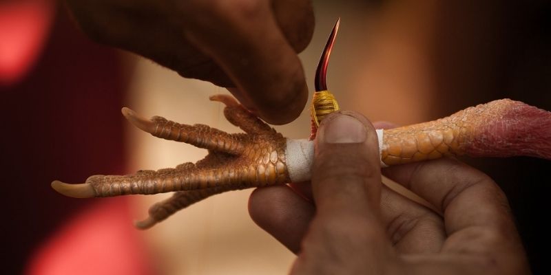 Cựa Gà Đá – Tuyệt Kỹ Soi Tướng Gà Chọi Đỉnh Cao AE888 3 Gắn đúng chuẩn để chiến kê tự tin hoạt động