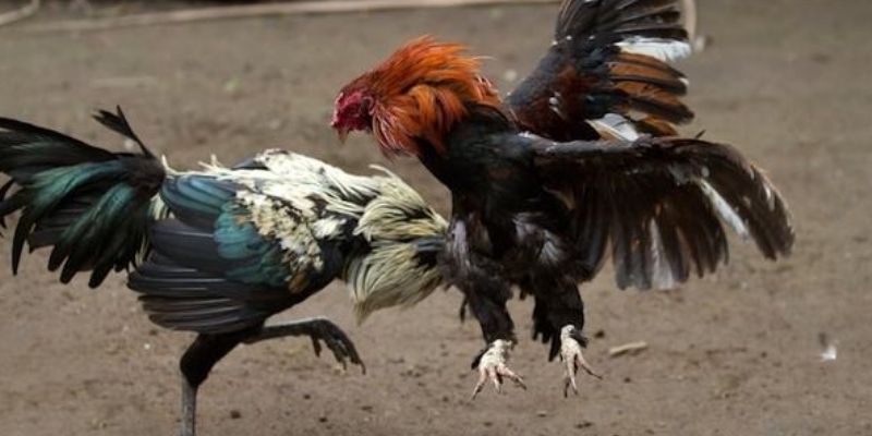 Đá Gà Trực Tiếp 4K Cực Nét | Bùng Nổ Cảm Xúc Tại AE888 2 Kèo cược đá gà trực tiếp 4K đa dạng