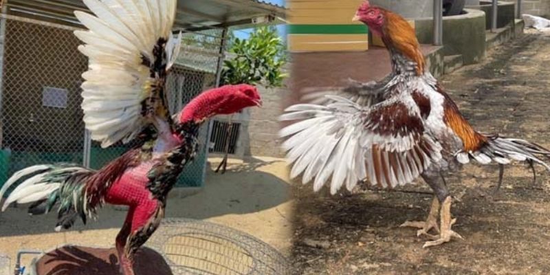 Cách Chọn Gà Đá Siêu Chuẩn, Thắng Cược Cục Dễ Dàng AE888 3 Lựa chọn chuẩn xác bằng cách quan sát kỹ lưỡng