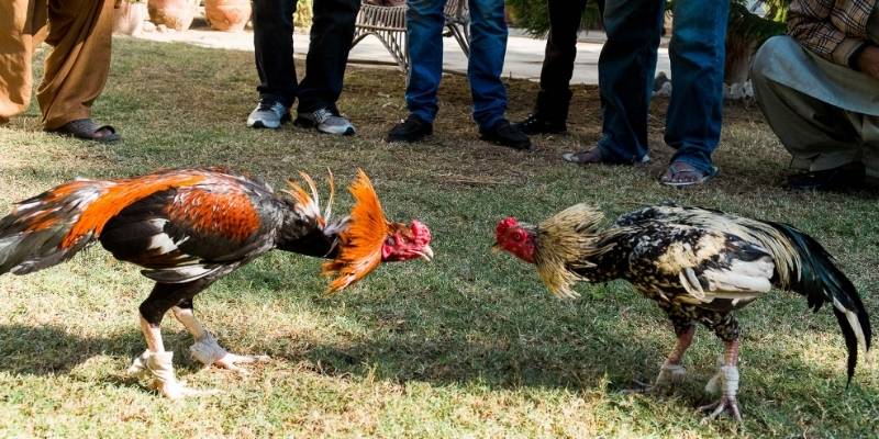 Đá Gà Trực Tiếp 4K Cực Nét | Bùng Nổ Cảm Xúc Tại AE888 3 Nhà cái thanh toán an toàn cho mọi trải nghiệm