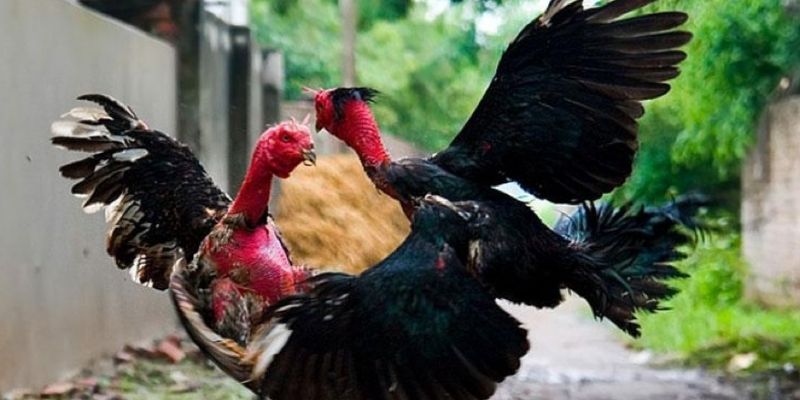 Cách Chọn Gà Đá Siêu Chuẩn, Thắng Cược Cục Dễ Dàng AE888 1 Nhận biết kê chiến chuẩn để tự tin xuống tiền