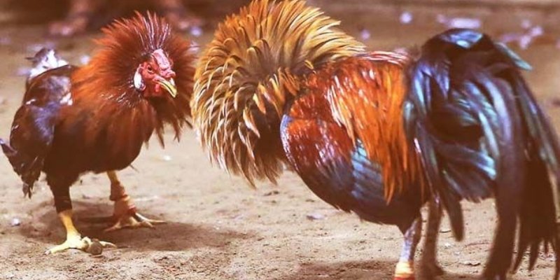 Đá Gà Thomo Đỉnh Cao – Nơi Hội Tụ Các Chiến Kê Bất Bại 2 Những cửa cược kê phổ biến để người chơi dễ dàng xuống tiền