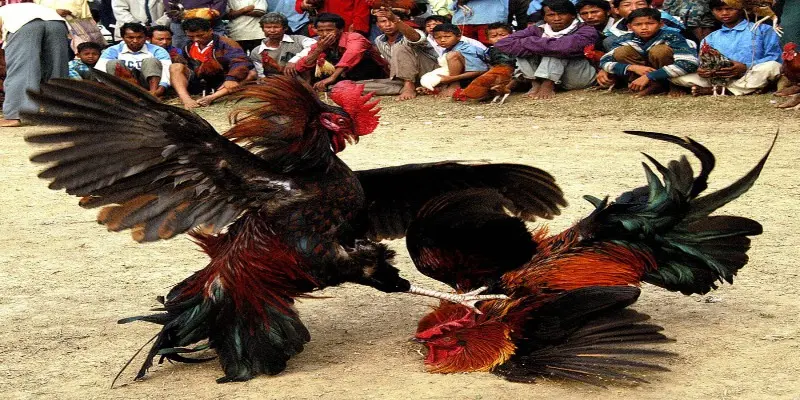 Đá Gà Trực Tiếp C4 Là Gì? Cách Chơi Từ A - Z Cho Tân Binh 3 Chơi đá gà C4 trực tiếp với các mẹo từ cao thủ lâu năm