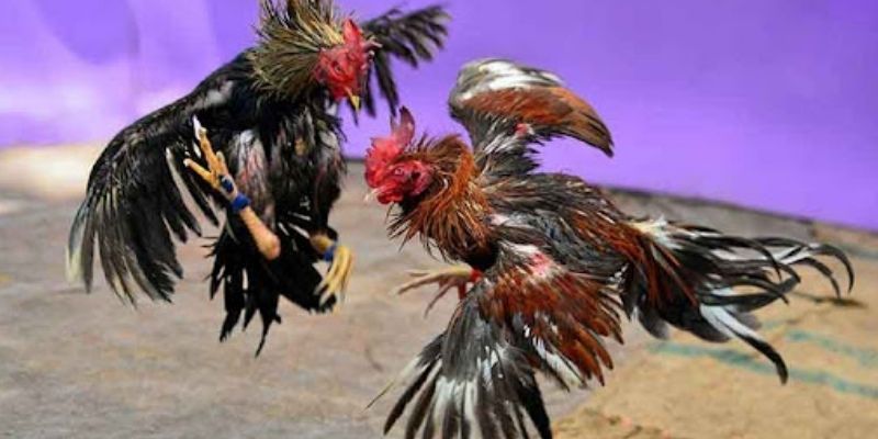 Đá Gà Trực Tiếp 4K Cực Nét | Bùng Nổ Cảm Xúc Tại AE888 1 Trải nghiệm đấu kê hàng đầu tại AE888