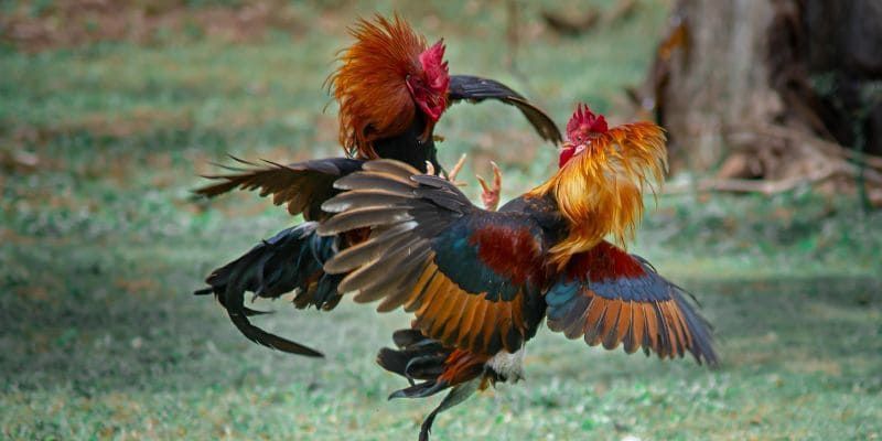 Đá Gà Mỹ – Tạo Cảm Giác Quyết Liệt, Kịch Tính Như Võ Đài 2 Xem kỹ diễn biến trên livestream để dự đoán phong độ